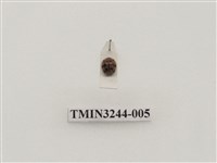 藏品(茄二十八星瓢蟲)的圖片